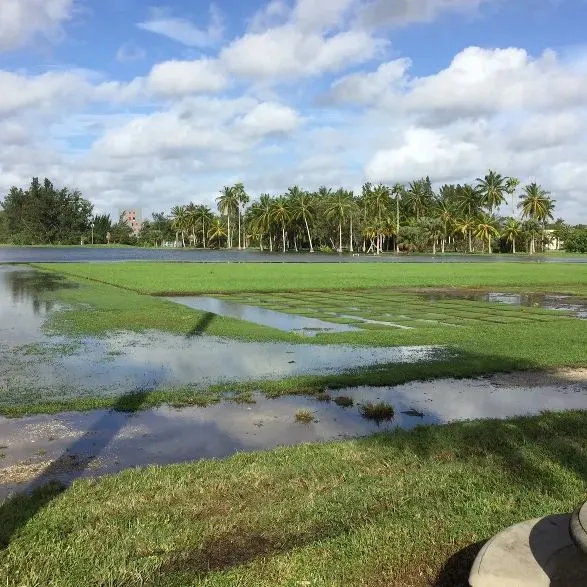 thumbnail for publication: Turfgrass Herbicides: Understanding Factors Behind Weed Control Failures — Part 2: Environmental Conditions